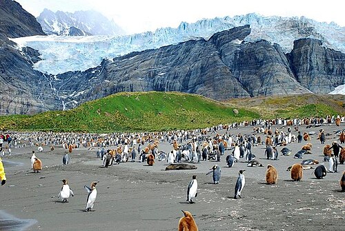 King penguin colony at St Andrews Bay, South Georgia